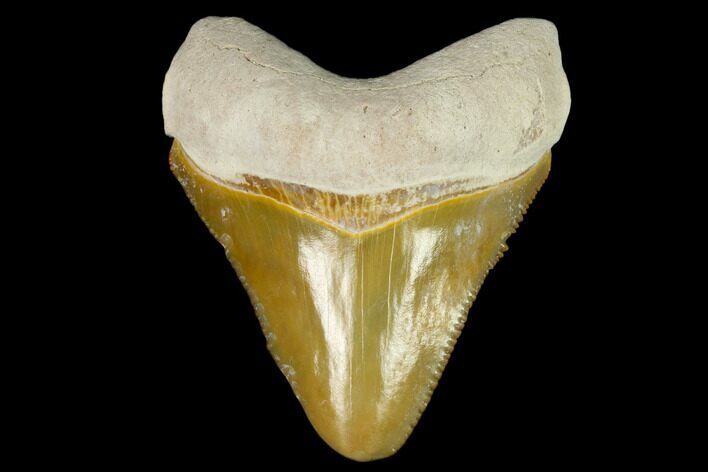 Serrated, Fossil Megalodon Tooth - Florida #122558